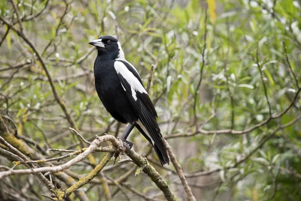 Pássaro magpie australiano — Fotografia de Stock