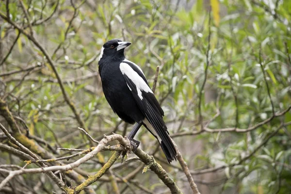 Australischer Elstervogel — Stockfoto