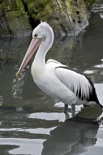 Um pelicano australiano — Fotografia de Stock