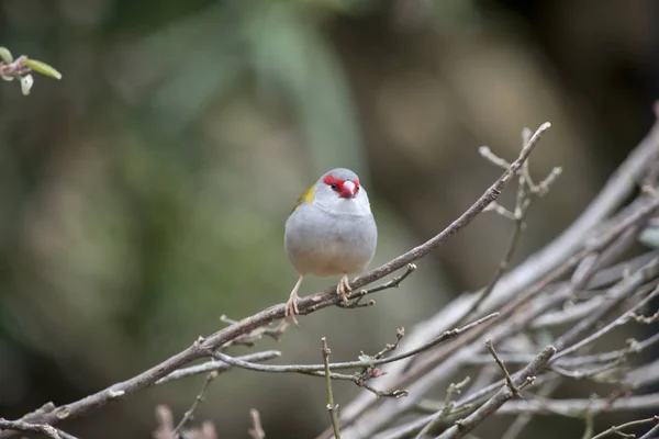 Kırmızı kaşlı finch — Stok fotoğraf