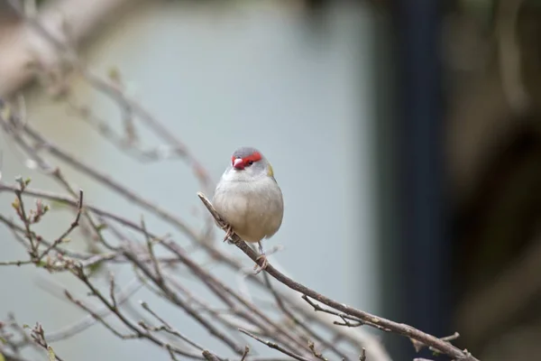 Red browed finch — Stock Photo, Image