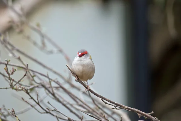 Röd browed finch — Stockfoto