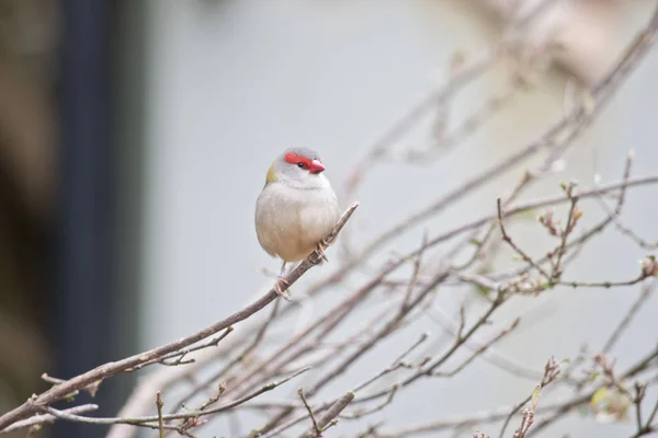 Röd browed finch — Stockfoto