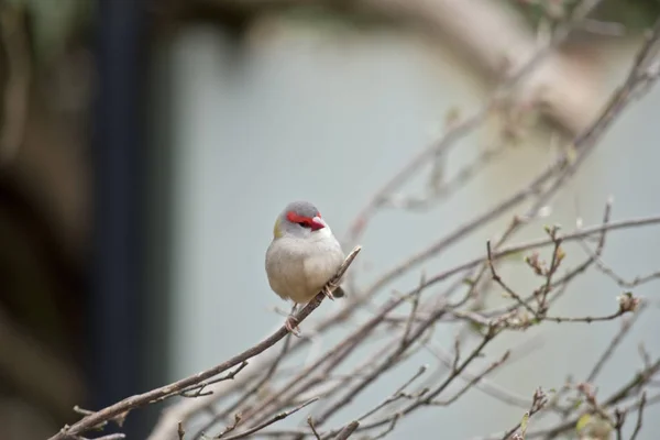 Röd browed finch — Stockfoto