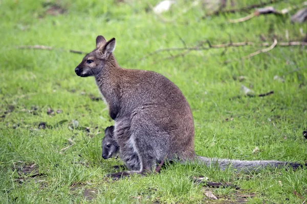 Piros nyak wallaby — Stock Fotó
