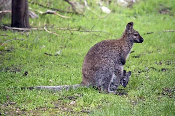 Cuello rojo wallaby — Foto de Stock