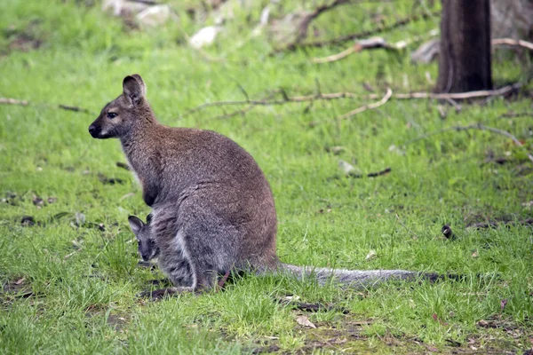 Cuello rojo wallaby — Foto de Stock