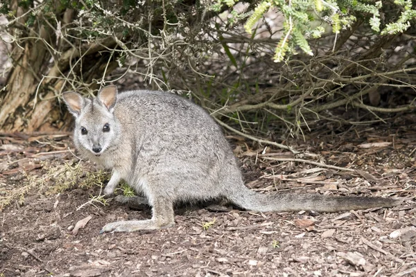 Tammar wallaby australiano — Fotografia de Stock