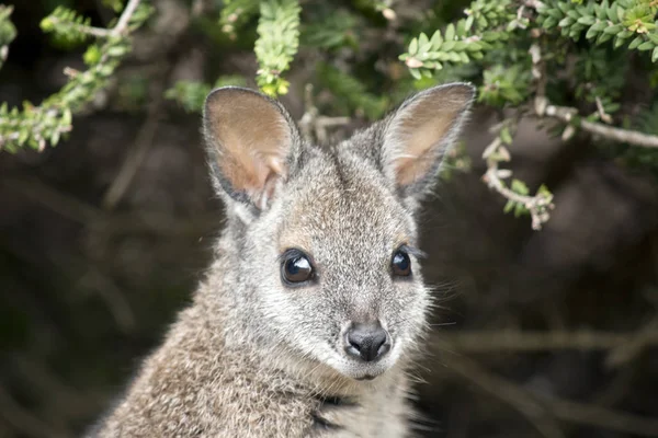 Australiska tammar wallaby — Stockfoto