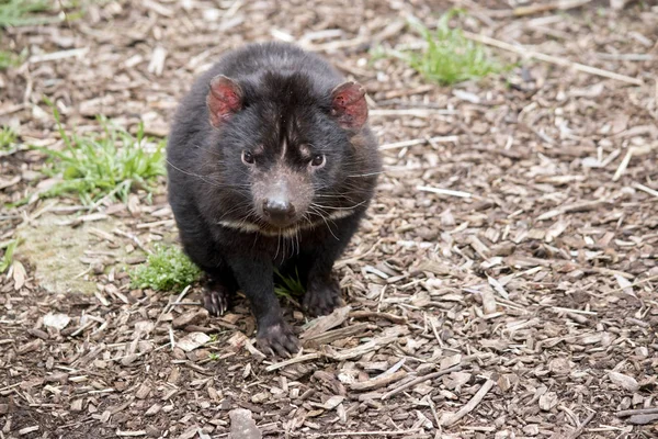 Diablo australiano de Tasmania — Foto de Stock