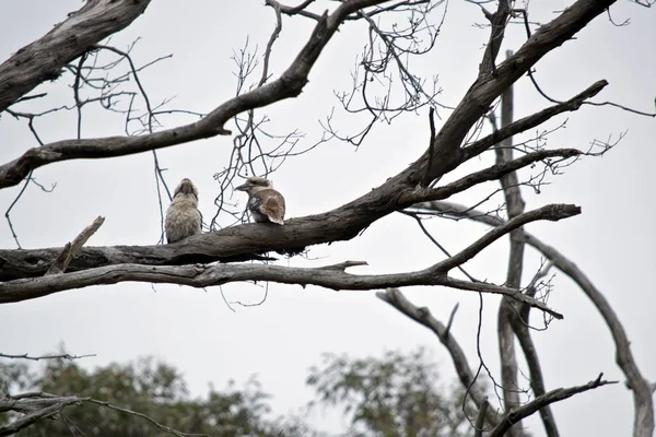 Dos kookaburras en el árbol — Foto de Stock