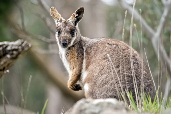 Joey sarı ayaklı rock wallaby — Stok fotoğraf