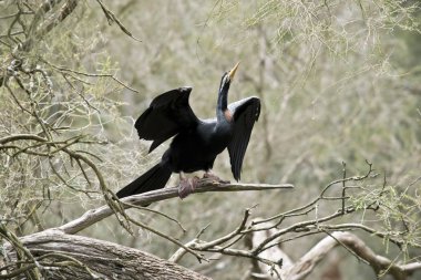 Pasifik'ten oğlan kurutma wngs