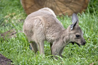 Doğu Gri Kanguru Joey
