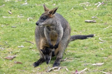 joey ile bataklık kanguru