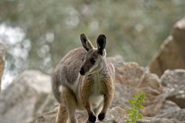 Sarı ayaklı rock wallaby