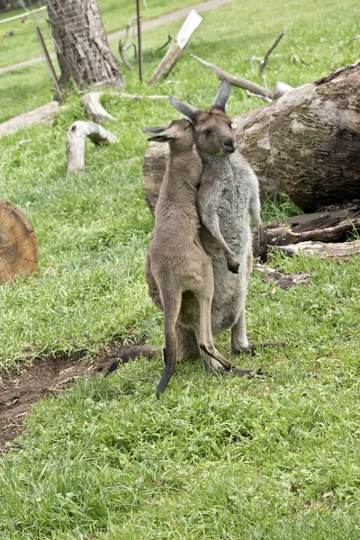 Eastern grey kangaroo — Stock Photo, Image