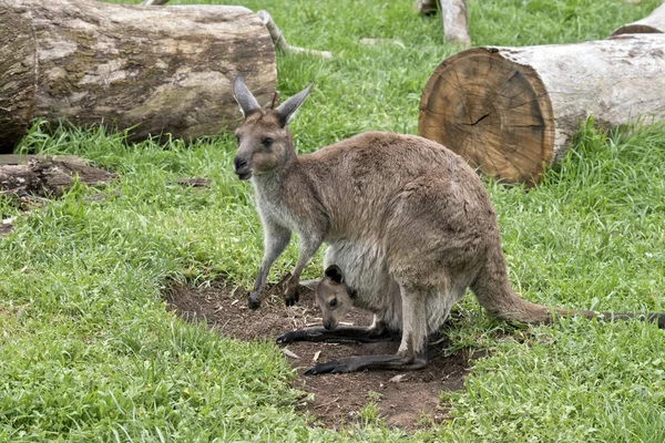 Östra Grey Kangaroo med joey — Stockfoto