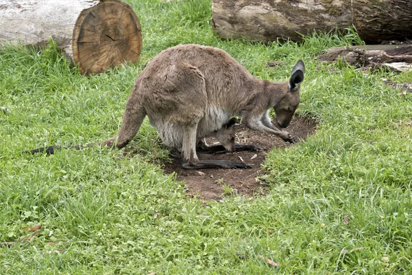 Oost Grijze Kangoeroe met Joey — Stockfoto