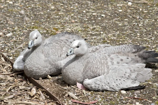 Two goslings chicks — Stock Photo, Image