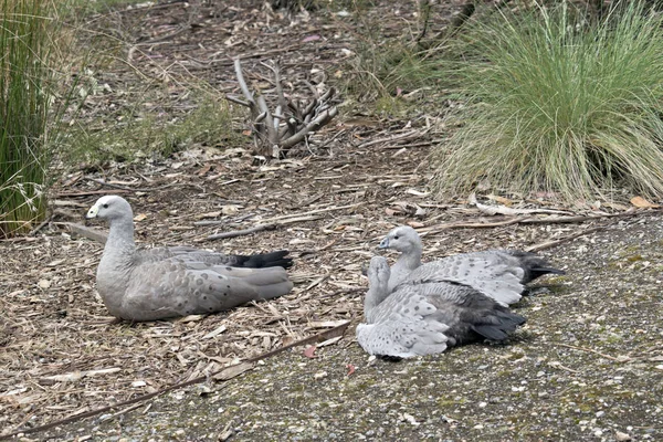 Cape Barren Goose family — Stock Photo, Image