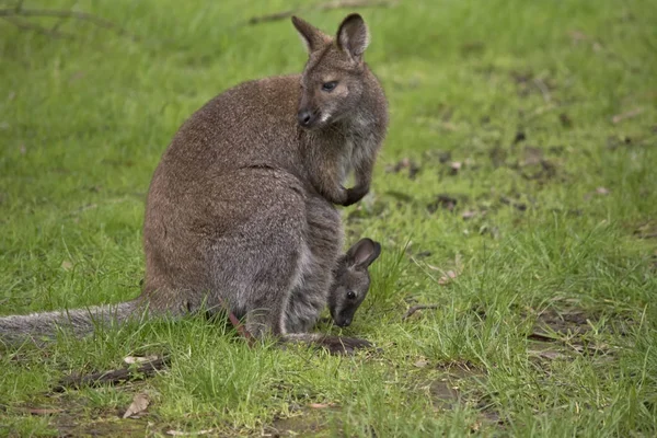 Wallaby cuello rojo con joey — Foto de Stock