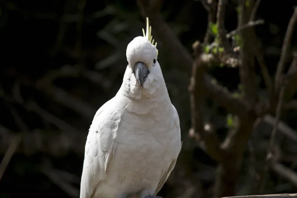 Schwefelhaubenkakadu — Stockfoto