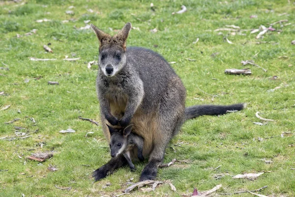 Pantano wallaby con joey — Foto de Stock