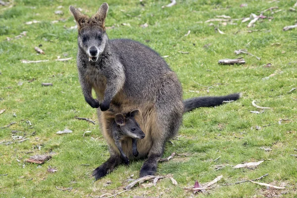 Pântano wallaby com joey — Fotografia de Stock