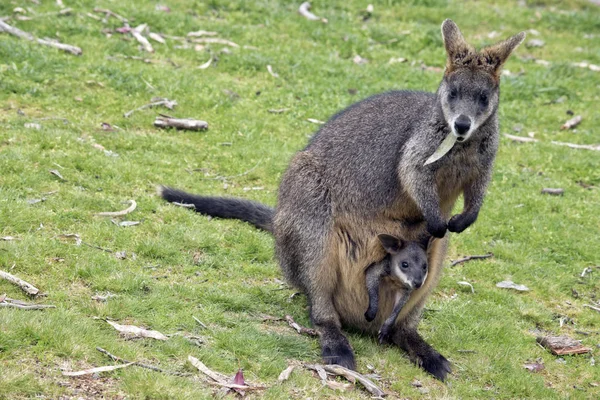 Joey ile bataklık kanguru — Stok fotoğraf