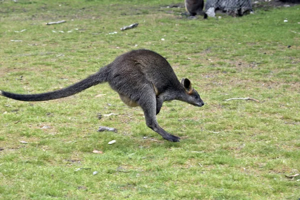 Pântano wallaby vista lateral — Fotografia de Stock