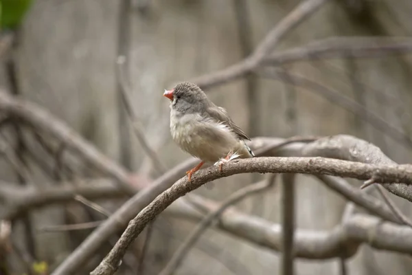 Zebra finch na gałęzi — Zdjęcie stockowe