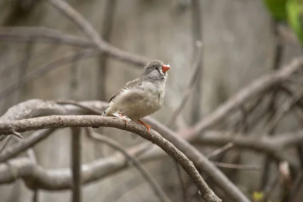 Zebra finch dalı — Stok fotoğraf