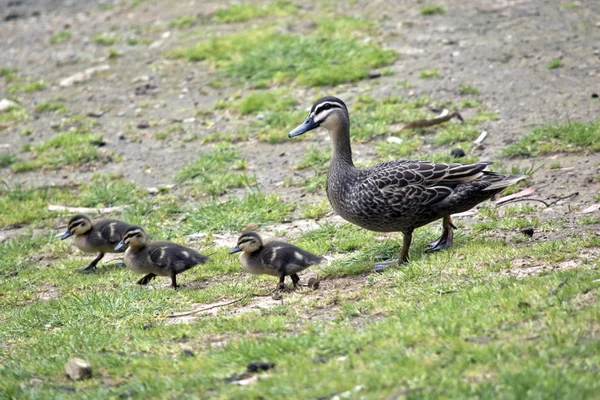 Australian Pacific pato preto com seus filhotes — Fotografia de Stock