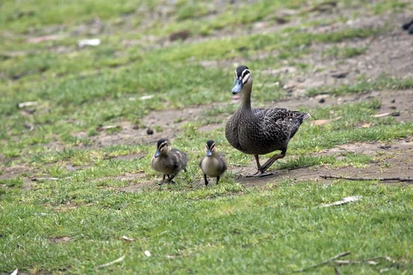 Australian Pacific black duck with her chicks — Stock Photo, Image