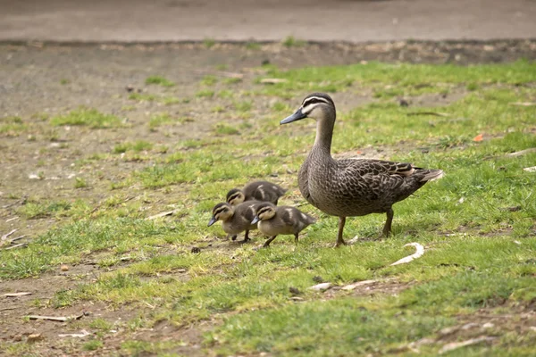 Australian Pacific black duck with her chicks — Stock Photo, Image