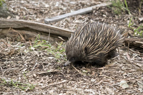 Echidna close up — Stock Photo, Image