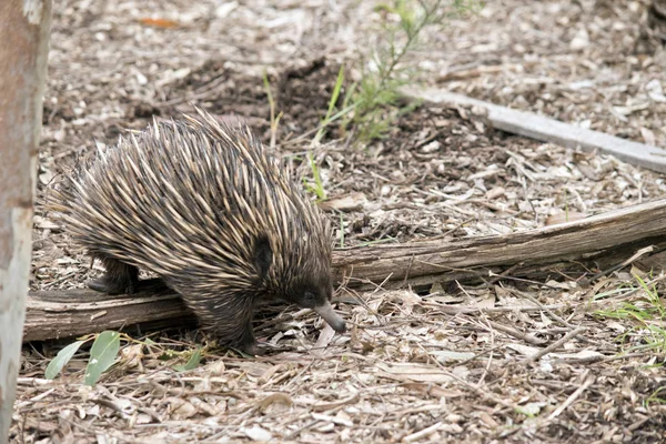 Echidna close up — Stock Photo, Image