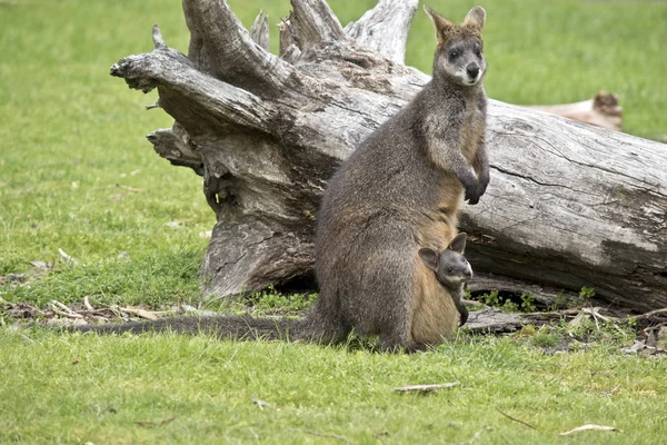 Pantano wallaby con joey — Foto de Stock