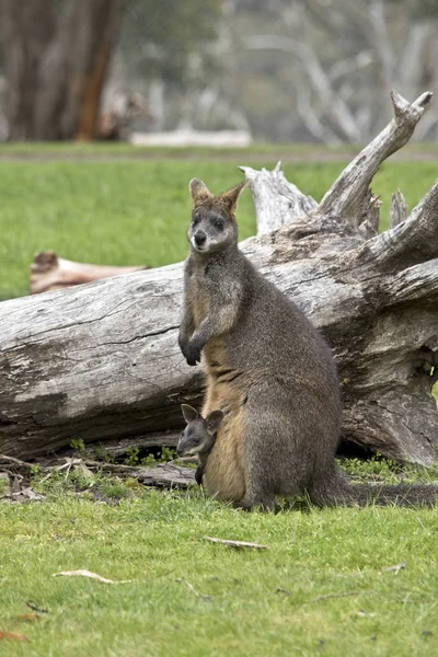 Swamp wallaby with joey — Stock Photo, Image