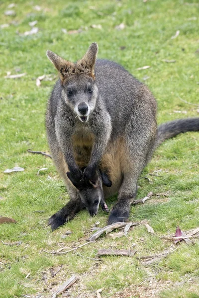 Pantano wallaby con joey —  Fotos de Stock
