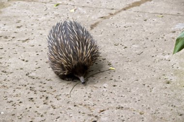 Dikenli karıncayiyengiller yakın çekim