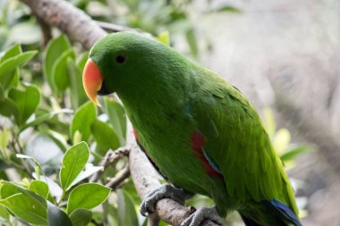 Avustralya eclectus papağanı
