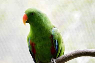 Avustralya eclectus papağanı