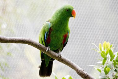 Avustralya eclectus papağanı