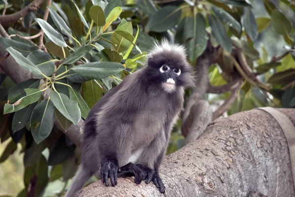 Macaco-de-folhas-escuras — Fotografia de Stock