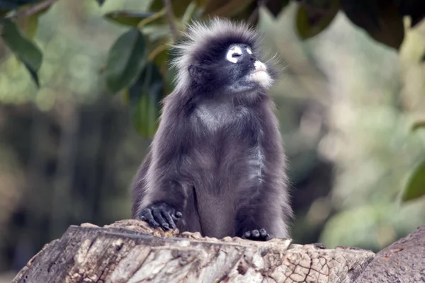 Macaco-de-folhas-escuras — Fotografia de Stock