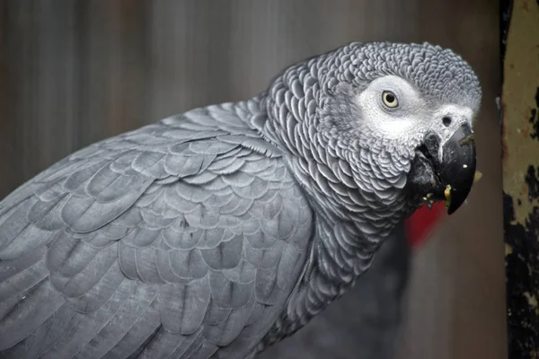 African grey parrot — Stock Photo, Image