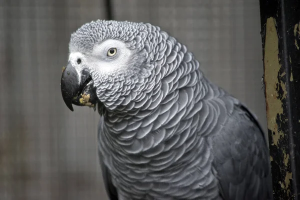 African grey parrot — Stock Photo, Image