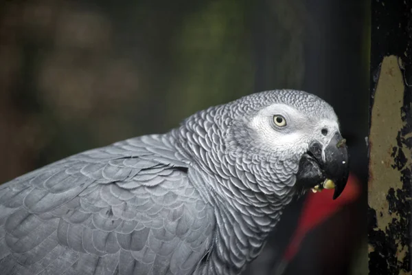 Amazona gris africana —  Fotos de Stock